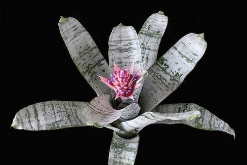 ブロメリアの種類と育て方は 花の寿命と販売値段についても Konoha Boy 植物を育てると365日が楽しくなるブログ