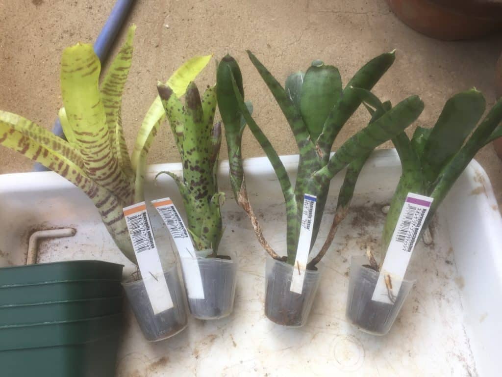 ネオレゲリアの植え替える土は何がいい 小型の品種についても Konoha Boy 植物を育てると365日が楽しくなるブログ