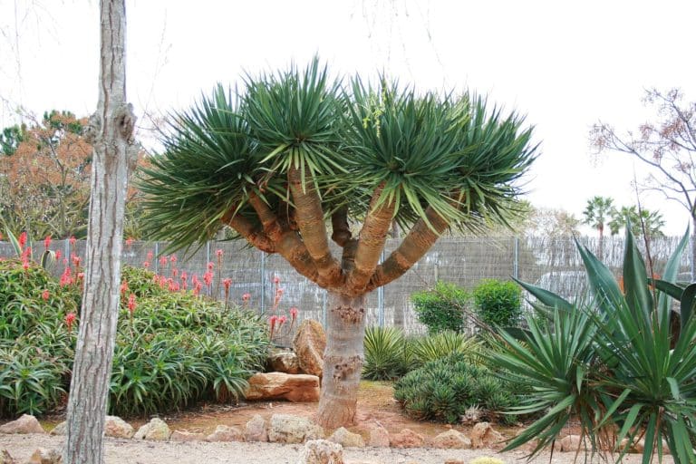 竜血樹ドラセナドラコは挿し木できるの 育て方や耐寒性についても Konoha Boy 植物を育てると365日が楽しくなるブログ