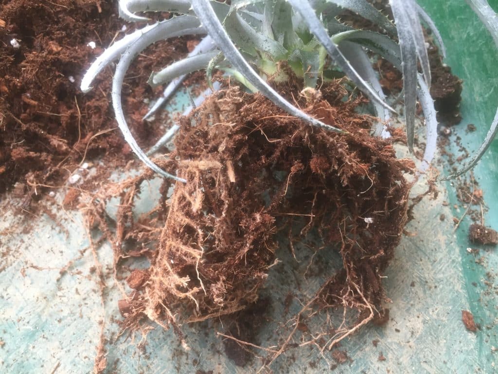ディッキアの育て方や水やりは 植え替えと土の配合についても Konoha Boy 植物を育てると365日が楽しくなるブログ