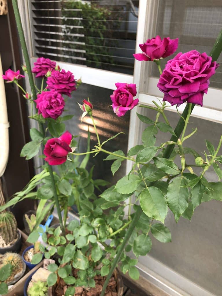 バラの花色が薄いのはなぜ 5月の手入れ作業や5枚葉と花後の剪定ついても Konoha Boy 植物を育てると365日が楽しくなるブログ