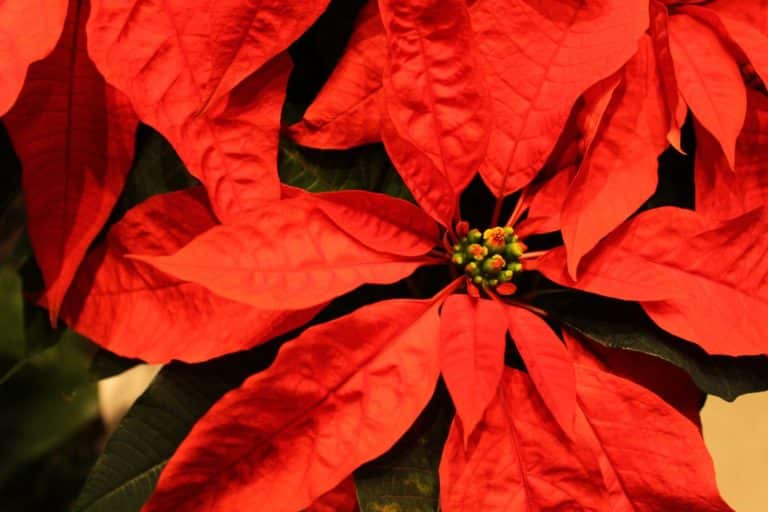 ポインセチアの毒性は危険なの 冬の育て方やクリスマスとの関係についても Konoha Boy 植物を育てると365日が楽しくなるブログ