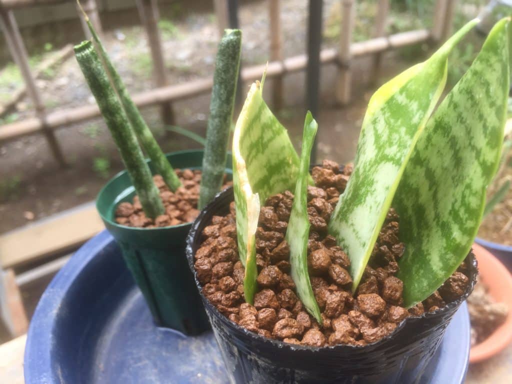 サンスベリアを葉挿しで復活 育て方や植え替えと水やりについても Konoha Boy 植物を育てると365日が楽しくなるブログ
