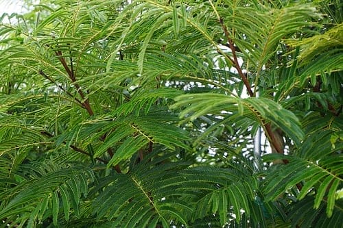 エバーフレッシュとねむの木の違いとは 葉が落ちる原因についても Konoha Boy 植物を育てると365日が楽しくなるブログ