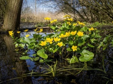 リュウキンカとヒメリュウキンカの違いは 似た花や花言葉についても Konoha Boy 植物を育てると365日が楽しくなるブログ