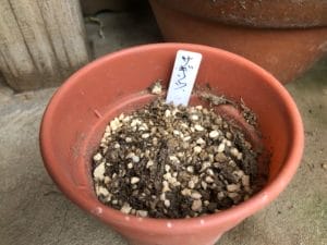 サギソウの育て方や冬越しはどうする 植え替え方法についても Konoha Boy 植物を育てると365日が楽しくなるブログ