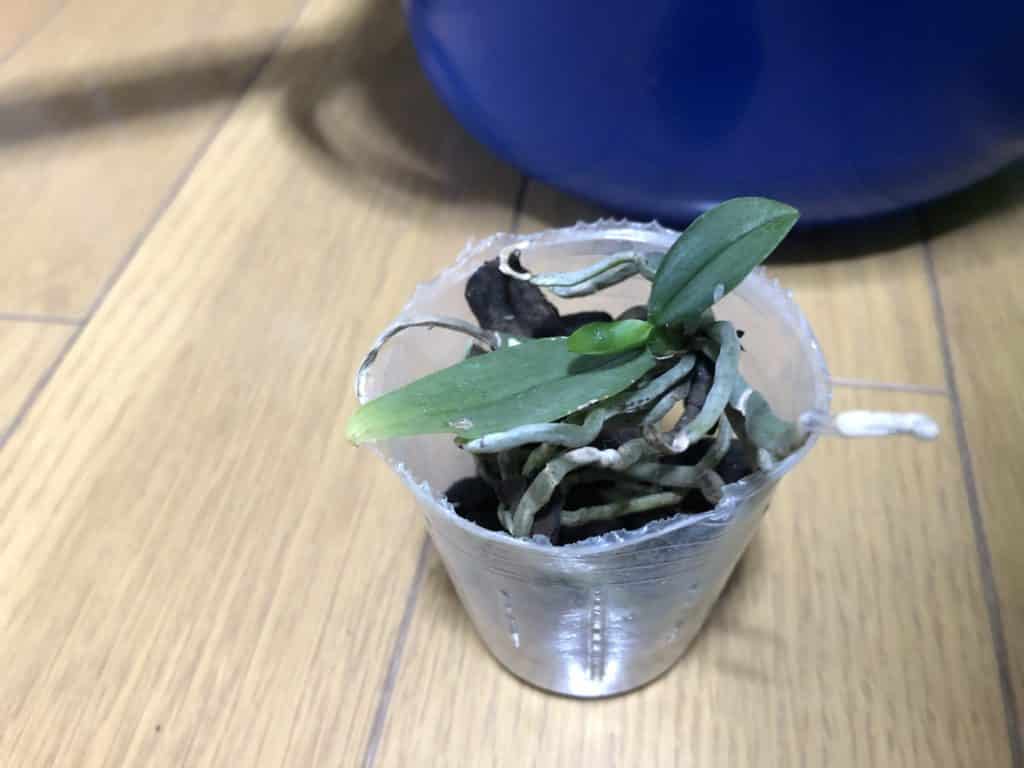 胡蝶蘭の着生方法は難しい 育て方や水やりは初心者にも簡単 Konoha Boy 植物を育てると365日が楽しくなるブログ