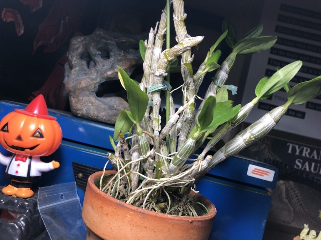 デンドロビュームの育て方は 植え替えと高芽についても Konoha Boy 植物を育てると365日が楽しくなるブログ