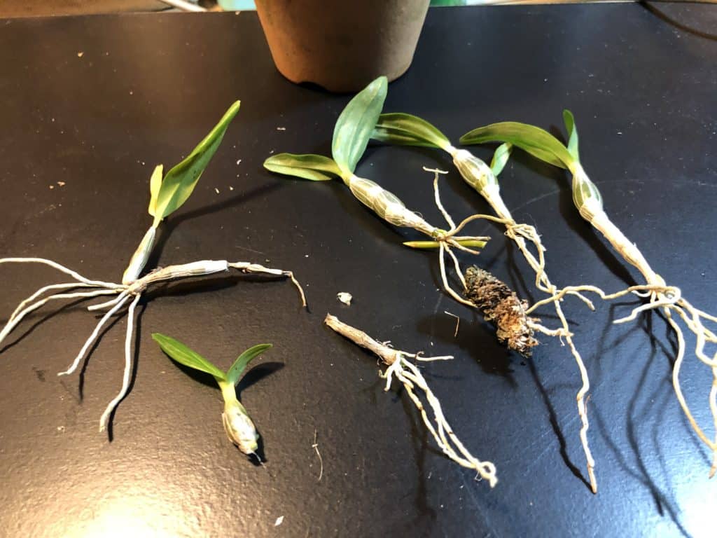 デンドロビュームの育て方は 植え替えと高芽についても Konoha Boy 植物を育てると365日が楽しくなるブログ