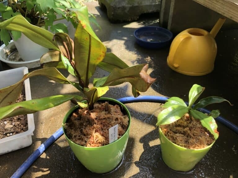 ウツボカズラを植え替える 育て方や冬の管理と水やり 用土についても Konoha Boy 植物を育てると365日が楽しくなるブログ