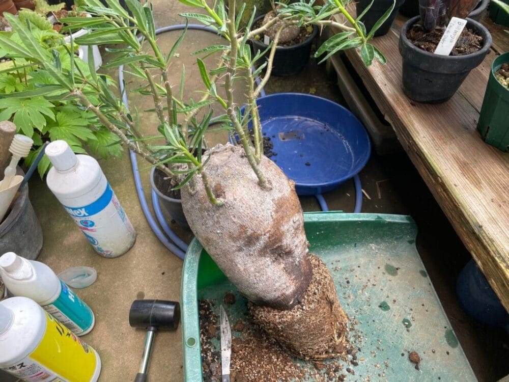 塊根植物の植え替えと育て方 大きくするには 屋外での冬越しについても Konoha Boy 植物を育てると365日が楽しくなるブログ